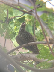 Eudynamys scolopaceus