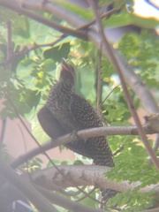 Eudynamys scolopaceus