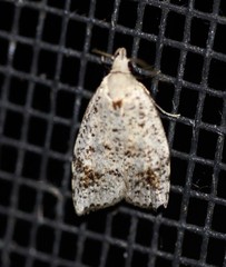 Zonopetala paroospila