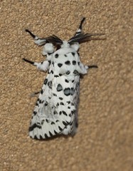 Kamalia australis