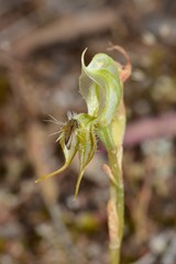 Pterostylis setifera