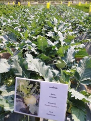 Brassica oleracea gongylodes