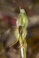 Pterostylis setifera