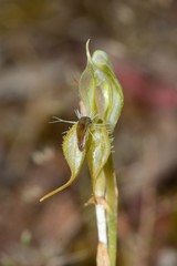 Pterostylis setifera
