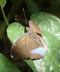 Euphaedra harpalyce harpalyce