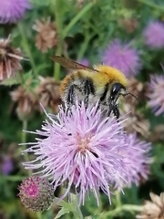 Bombus pascuorum