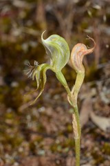 Pterostylis setifera
