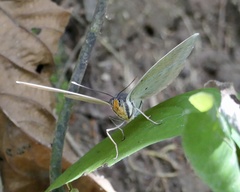 Euphaedra harpalyce harpalyce