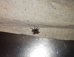 Pseudeuophrys lanigera