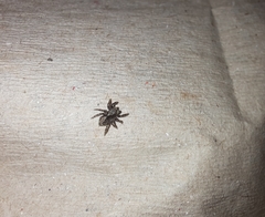 Pseudeuophrys lanigera