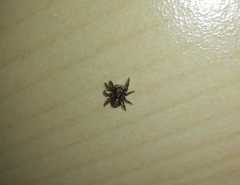 Pseudeuophrys lanigera