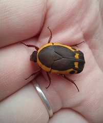 Pachnodella impressa