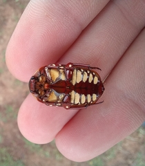 Pachnodella impressa