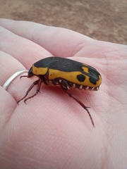 Pachnodella impressa