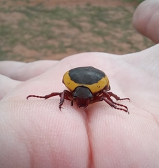 Pachnodella impressa