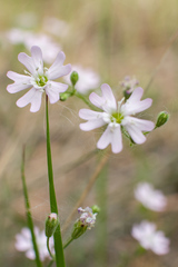 Silene linnaeana