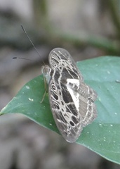 Catuna crithea