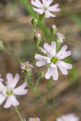 Silene linnaeana