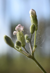 Silene linnaeana