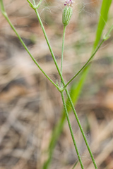 Silene linnaeana