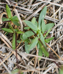 Silene linnaeana