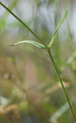 Silene linnaeana