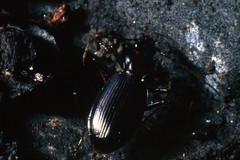 Nebriinae