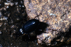 Nebriinae