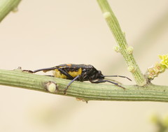 Aplerotus maculatus