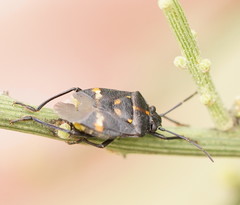 Aplerotus maculatus