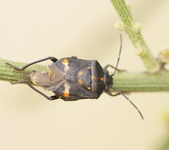 Aplerotus maculatus