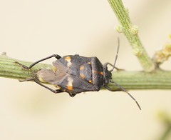 Aplerotus maculatus