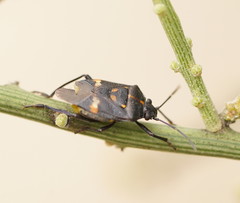 Aplerotus maculatus