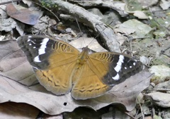 Euriphene