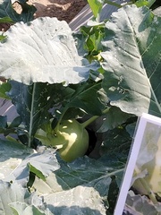 Brassica oleracea gongylodes