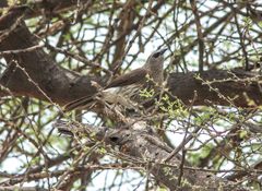 Turdoides hartlaubii