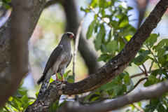 Micronisus gabar gabar