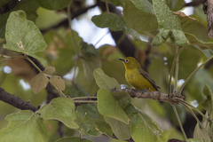 Zosterops anderssoni anderssoni