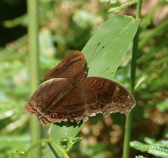 Junonia stygia