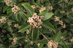 Rhus integrifolia × ovata