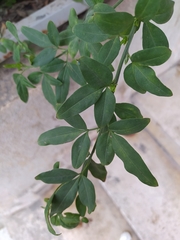 Jasminum mesnyi