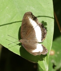 Eurytela hiarbas hiarbas