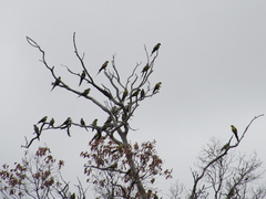 Polytelis anthopeplus anthopeplus