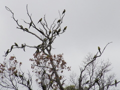 Polytelis anthopeplus anthopeplus