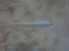 Scolopsis monogramma