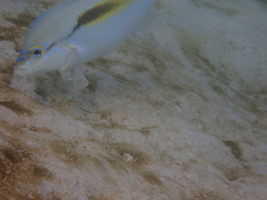 Scolopsis monogramma