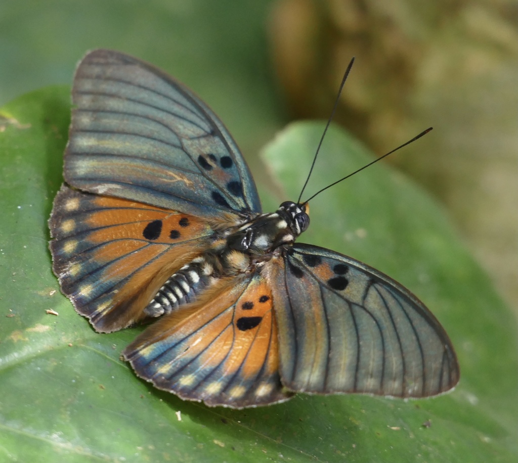 Euphaedra edwardsii