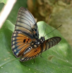 Euphaedra edwardsii