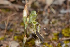 Pterostylis setifera