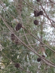 Pinus halepensis